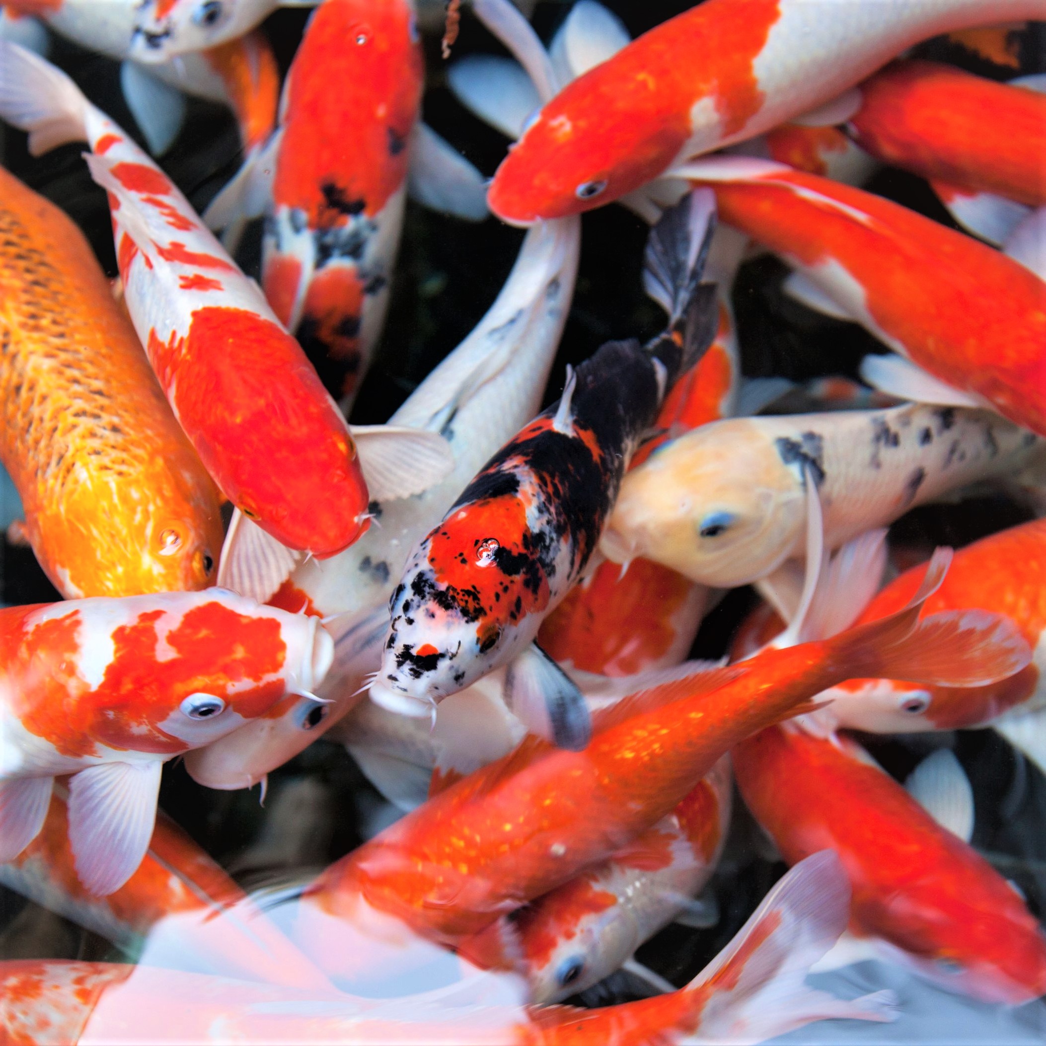 Koi's